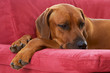 rhodesian ridgeback lying on the couch