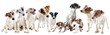 jack russel terriers