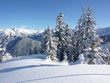 Foto: Weihnachtsbäume in der Winterlandschaft Weihnachtsbäume in der Winterlandschaft