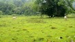 Cows on a tropical pasture