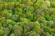 Forest seamless pattern - view from above
