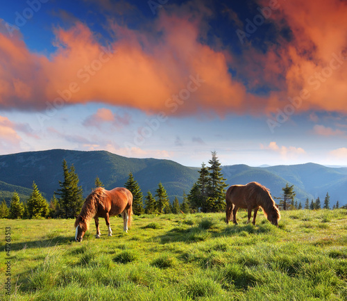 Mountain landscape with horses
