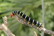 Colorful Tetrio Sphinx Caterpillar Eating