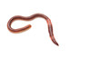 earthworm on a white background