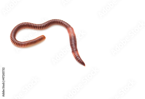 Photo: earthworm on a white background earthworm on a white background