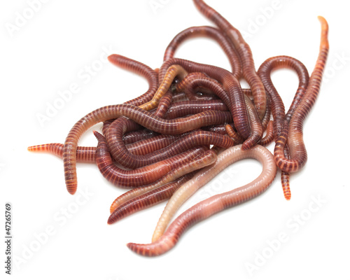 Photo: earthworm on a white background earthworm on a white background