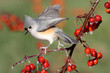 Bird On A Perch With Cherries