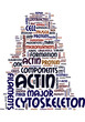 Actin Antibody Available in Imgenex now
