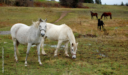 Photo: Wild Horse's Wild Horse's