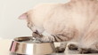 Thai cat washes the feet in a bowl with water.