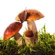 Photo: Orange-cap boletus mushrooms Orange-cap boletus mushrooms