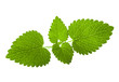 Melissa leaves