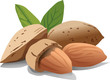 mandorle