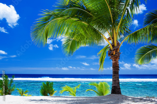 Photo: Single palm tree overlooking amazing lagoon Single palm tree overlooking amazing lagoon