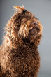 Barbet dog on grey background. French Water Dog. Studio shot.