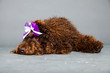 Barbet dog on grey background. French Water Dog. Studio shot.