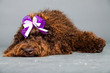 Barbet dog on grey background. French Water Dog. Studio shot.