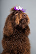 Barbet dog on grey background. French Water Dog. Studio shot.