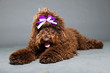 Barbet dog on grey background. French Water Dog. Studio shot.