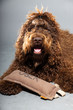 Barbet dog on grey background. French Water Dog. Studio shot.