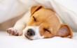 This puppy is spoiled!