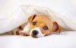 A cute puppy taking over the bed