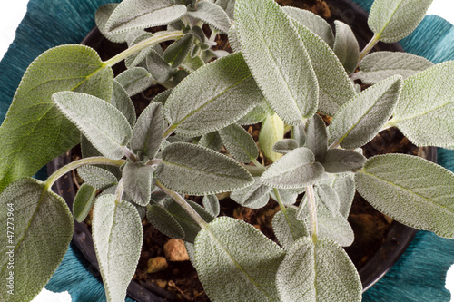 Photo: pianta di salvia in vaso pianta di salvia in vaso