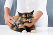 Photo: Having a cat is a lot of work! Having a cat is a lot of work!
