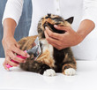 Looking this good takes plenty of pampering