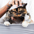 Even cats have bad days!