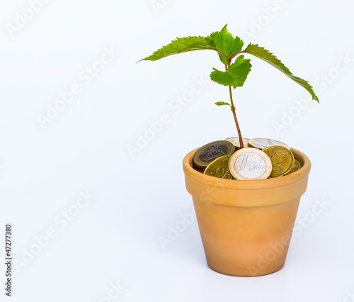 Photo: If only money grew on trees... If only money grew on trees...