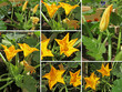 fleurs de courgette