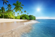 caribbean sea and palms