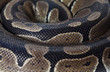 Python snake closeup