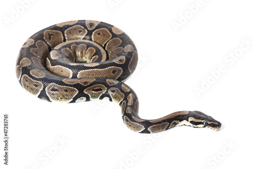 Photo: Royal Python Royal Python