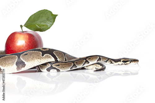 Photo: Royal Python with red apple Royal Python with red apple