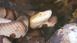 Copperhead Snake