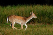 Damwild Flucht