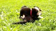 Australian Shepherd und Berner Sennenhund spielen
