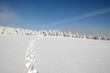 orme sulla neve