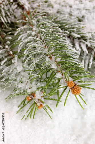 Photo: Spruce covered with snow Spruce covered with snow