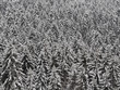 Nadelwald im Winter