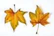 a pair of leaves