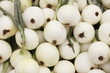 Walla Walla Sweet Onions