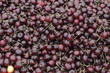 Dark Red Cherries For Sale