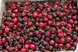 Cherries in a Market Bin