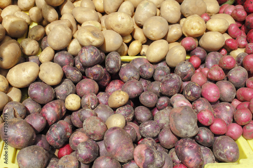 Photo: Potato Variety Display Potato Variety Display