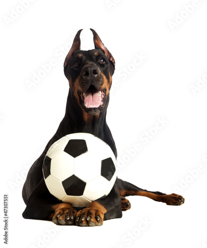 Photo: Great doberman dog with ball on white background Great doberman dog with ball on white background