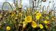 Huflattich,Tussilago farfara