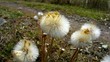 Huflattich,Tussilago farfara, Samen